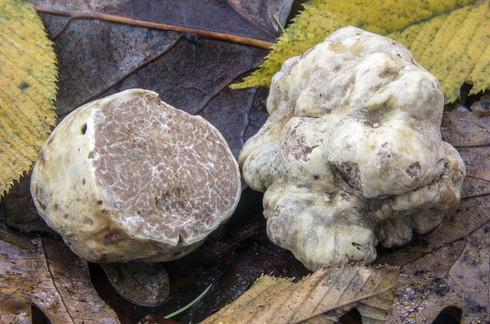 Tartufo bianco